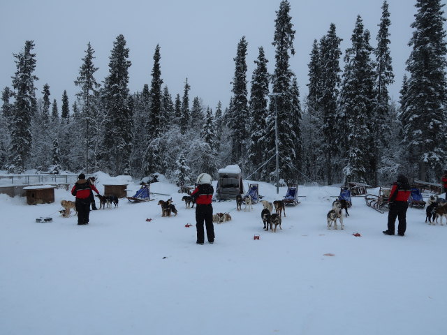 Basis von Arctic Dogsled Adventure in Laxforsen (20. Feb.)
