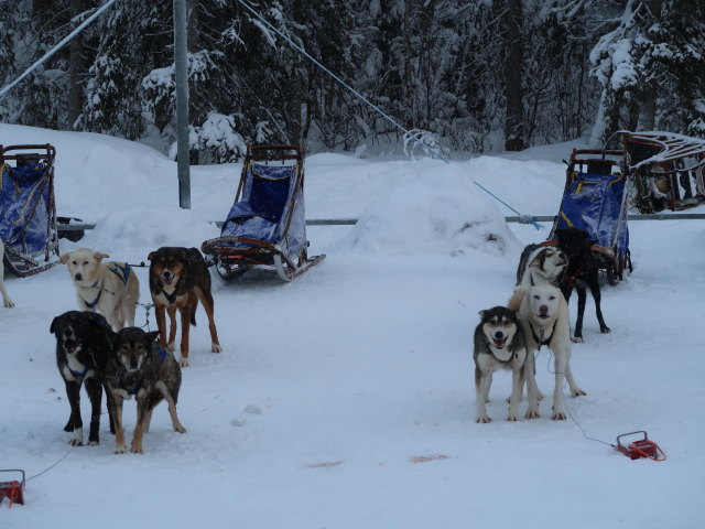 Basis von Arctic Dogsled Adventure in Laxforsen (20. Feb.)