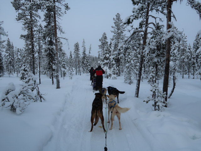 Markus zwischen der Basis von Arctic Dogsled Adventure und Oinakkaj&auml;rvi (20. Feb.)