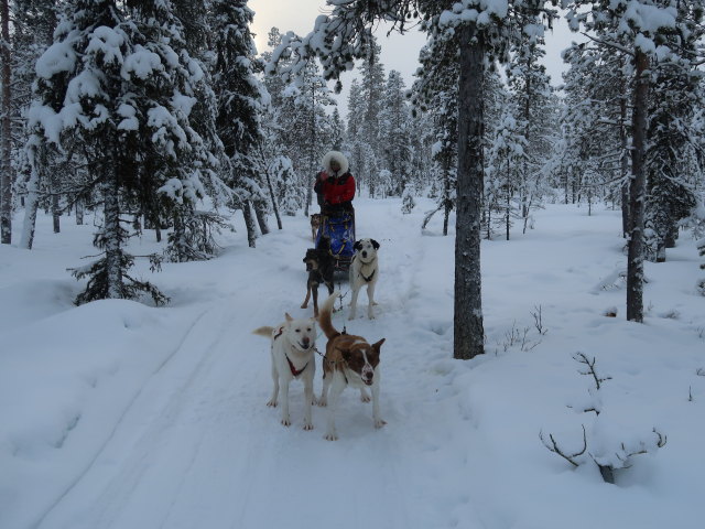 zwischen der Basis von Arctic Dogsled Adventure und Oinakkaj&auml;rvi (20. Feb.)