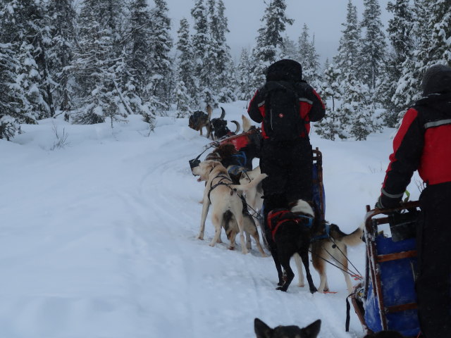 Markus zwischen der Basis von Arctic Dogsled Adventure und Oinakkaj&auml;rvi (20. Feb.)