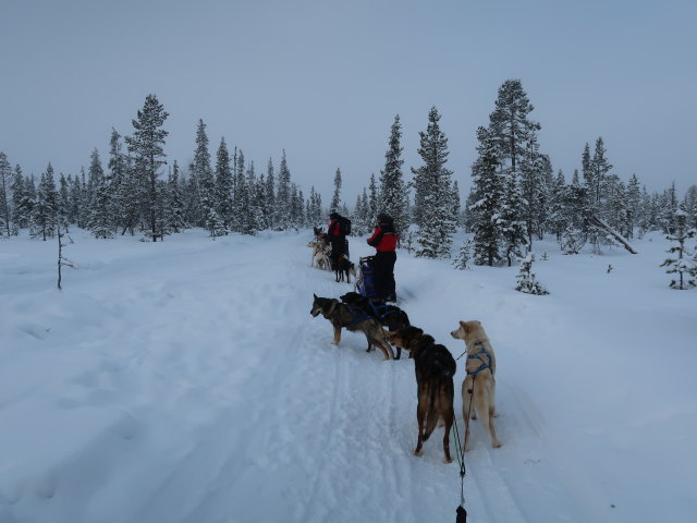 Markus zwischen der Basis von Arctic Dogsled Adventure und Oinakkaj&auml;rvi (20. Feb.)