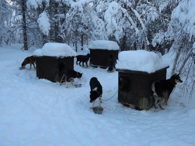 Wildniscamp von Arctic Dogsled Adventure beim V&auml;kk&auml;r&auml;j&auml;rvi (21. Feb.)