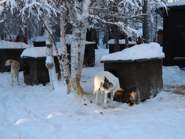 Wildniscamp von Arctic Dogsled Adventure beim V&auml;kk&auml;r&auml;j&auml;rvi (21. Feb.)