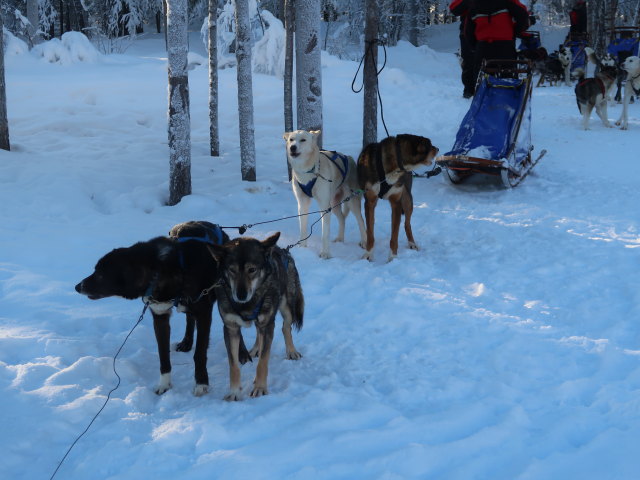 Wildniscamp von Arctic Dogsled Adventure beim V&auml;kk&auml;r&auml;j&auml;rvi (21. Feb.)