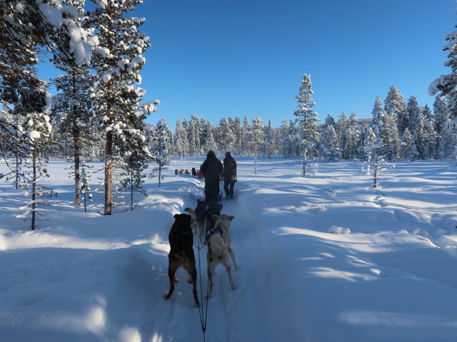 beim Wildniscamp von Arctic Dogsled Adventure beim V&auml;kk&auml;r&auml;j&auml;rvi (21. Feb.)
