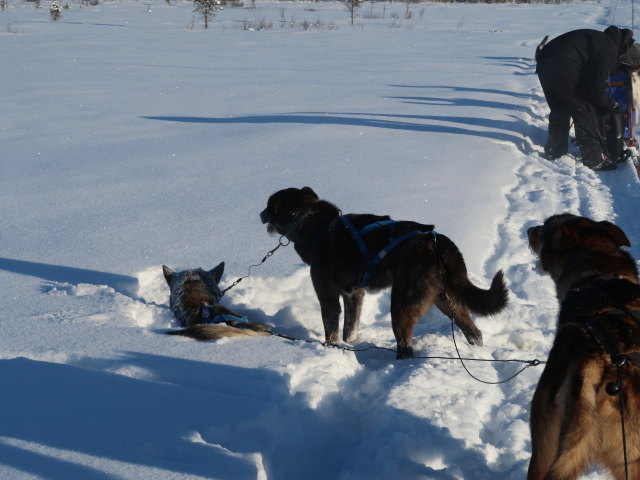 zwischen Piettarasj&auml;rvi und Sautusj&auml;rvi (21. Feb.)