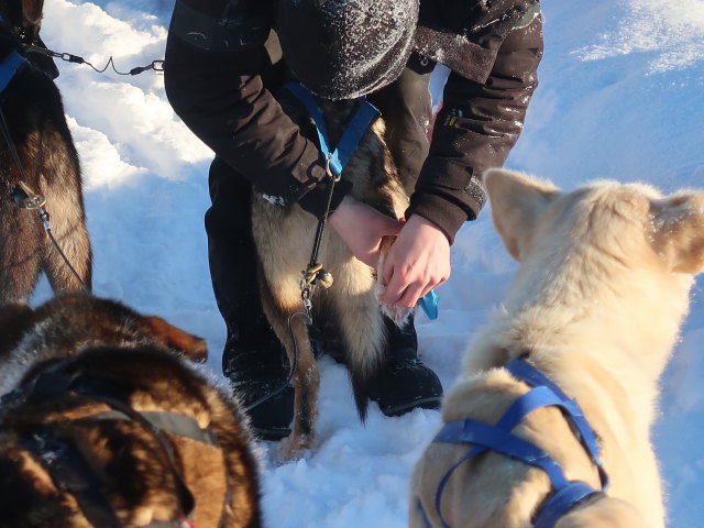 zwischen Piettarasj&auml;rvi und Sautusj&auml;rvi (21. Feb.)