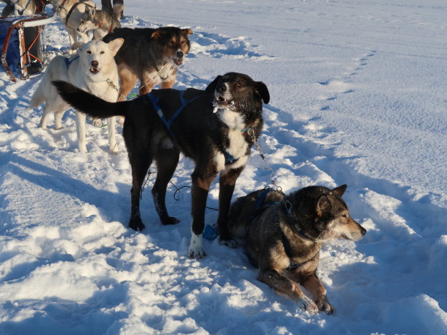 zwischen Piettarasj&auml;rvi und Sautusj&auml;rvi (21. Feb.)