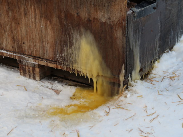 Wildniscamp von Arctic Dogsled Adventure beim V&auml;kk&auml;r&auml;j&auml;rvi (22. Feb.)