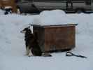 Basis von Arctic Dogsled Adventure in Laxforsen (20. Feb.)