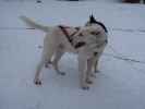 Basis von Arctic Dogsled Adventure in Laxforsen (20. Feb.)