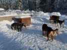 Basis von Arctic Dogsled Adventure in Laxforsen (22. Feb.)