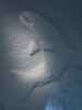 Art Suite 'An Otter's Midwinters Night's Dream' im Icehotel 36 in Jukkasj&auml;rvi (23. Feb.)