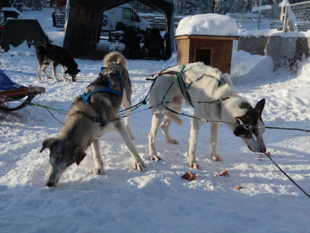 Basis von Arctic Dogsled Adventure in Laxforsen (22. Feb.)