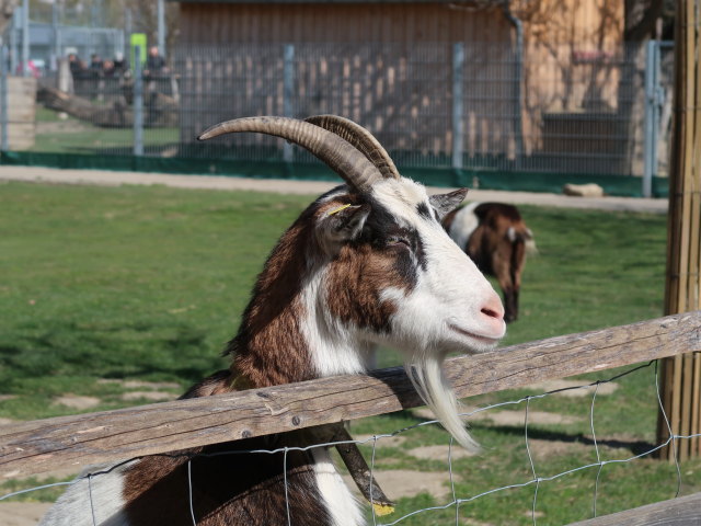 Blumeng&auml;rten Hirschstetten