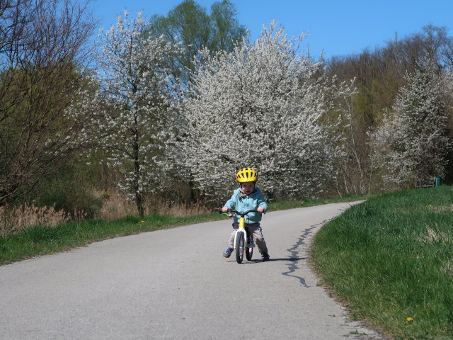 Nils zwischen Niederkreuzstetten und Hautzendorf
