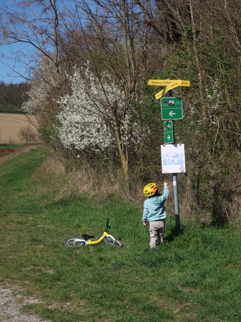 Nils zwischen Niederkreuzstetten und Hautzendorf