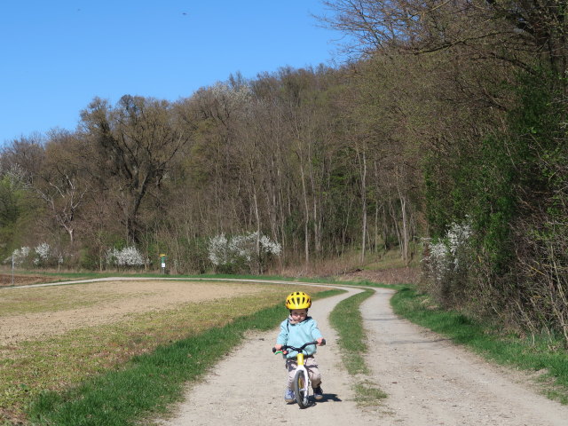 Nils zwischen Niederkreuzstetten und Hautzendorf