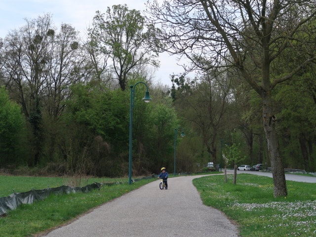 Nils zwischen Donau und Orth an der Donau