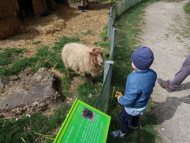 Nils auf der Schlossinsel im Nationalparkzentrum Schloss Orth, 150 m