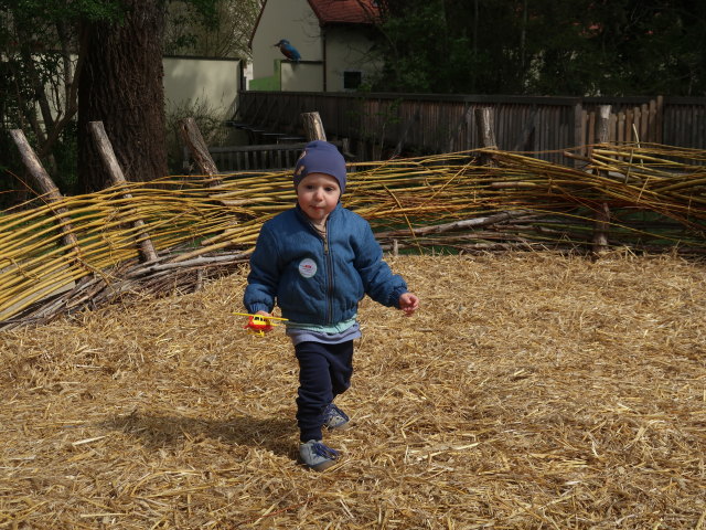 Nils auf der Schlossinsel im Nationalparkzentrum Schloss Orth, 150 m