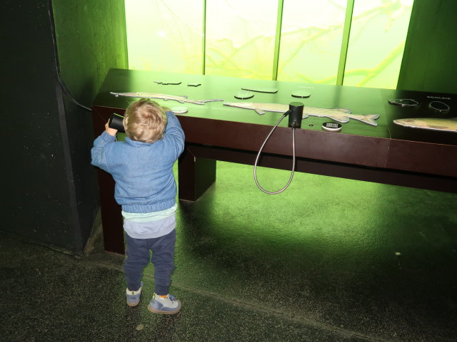 Nils auf der Schlossinsel im Nationalparkzentrum Schloss Orth, 150 m