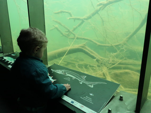 Nils auf der Schlossinsel im Nationalparkzentrum Schloss Orth, 150 m