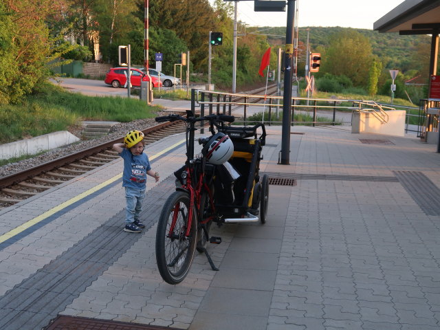Nils im Bahnhof Niederkreuzstetten, 241 m