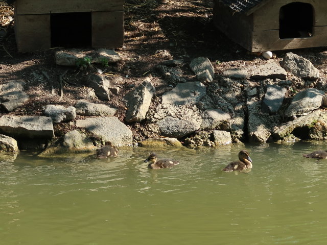 Wildpark Hochrie&szlig; (9. Mai)