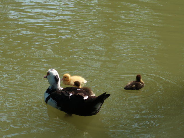 Wildpark Hochrie&szlig; (9. Mai)