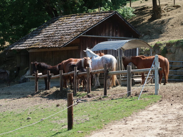 Wildpark Hochrie&szlig; (9. Mai)