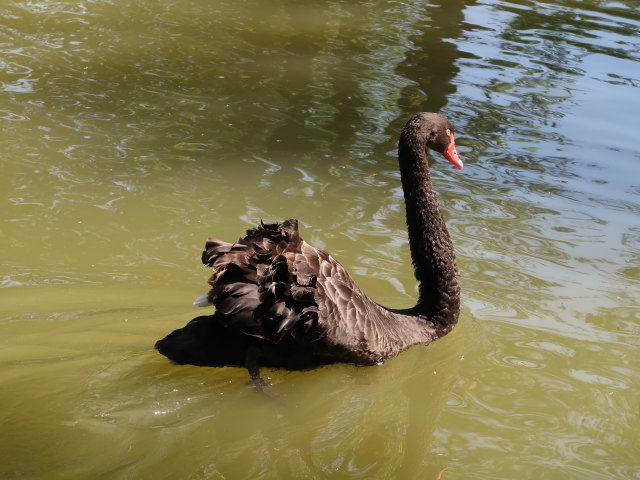 Wildpark Hochrie&szlig; (9. Mai)