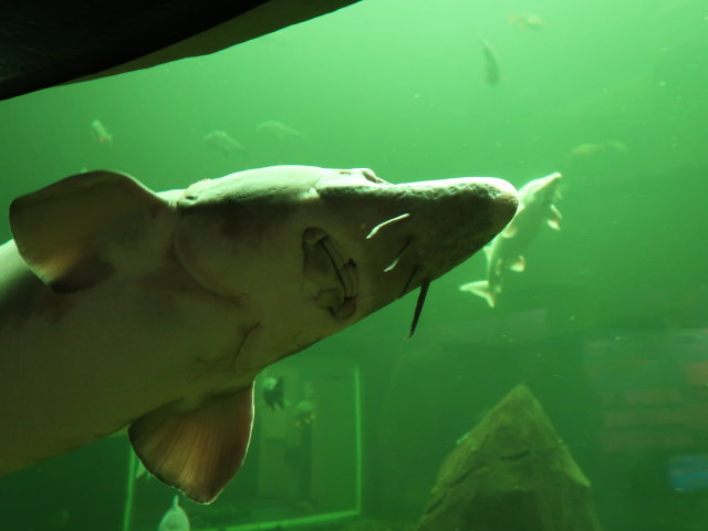 Maretarium in Kotka (22. Mai)