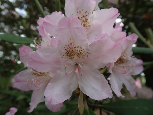 Rhododendronpuisto in Raisio (1. Juni)