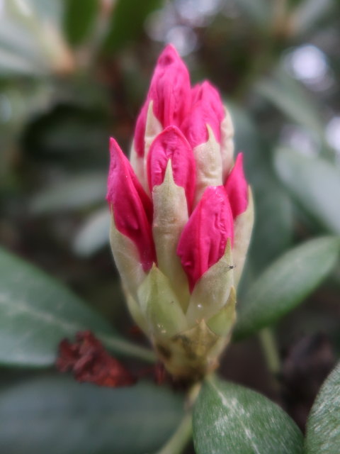 Rhododendronpuisto in Raisio (1. Juni)