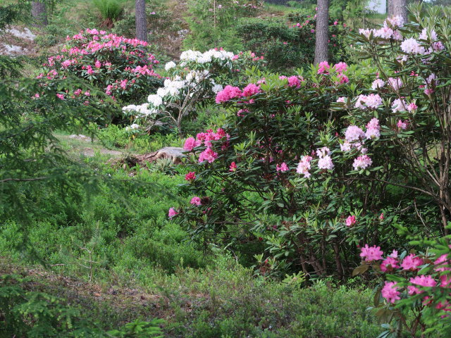 Rhododendronpuisto in Raisio (1. Juni)
