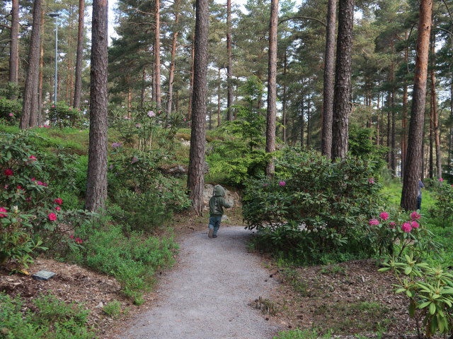Nils im Rhododendronpuisto in Raisio (1. Juni)
