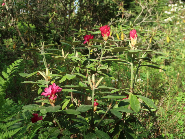 Rhododendronpuisto in Raisio (1. Juni)