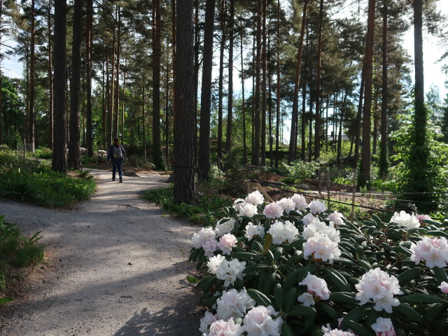 Sabine im Rhododendronpuisto in Raisio (1. Juni)