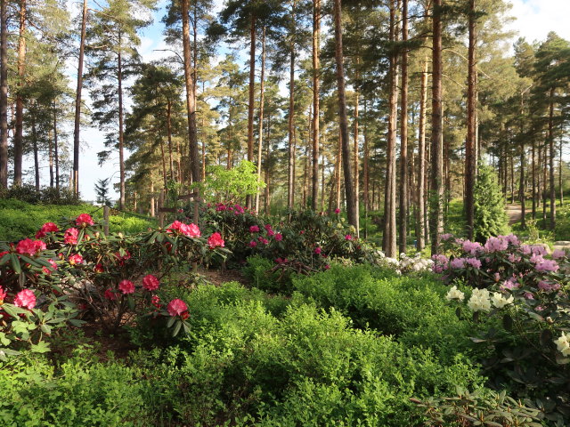 Rhododendronpuisto in Raisio (1. Juni)