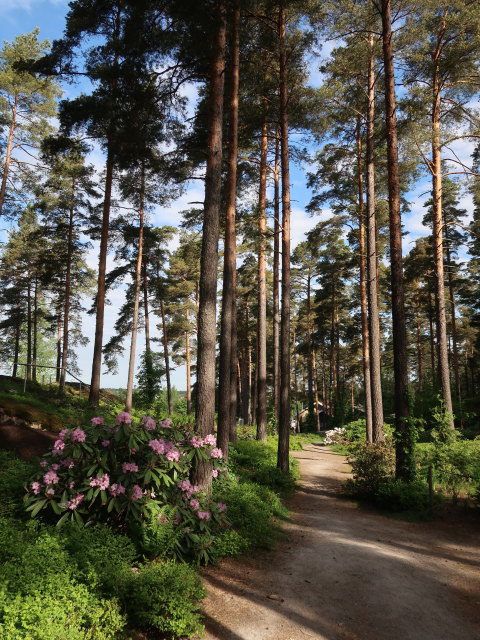 Rhododendronpuisto in Raisio (1. Juni)