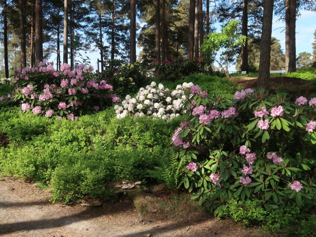Rhododendronpuisto in Raisio (1. Juni)