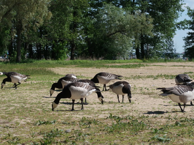 Kansanpuiston Ranta in Turku (1. Juni)