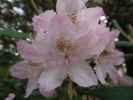 Rhododendronpuisto in Raisio (1. Juni)