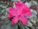 Rhododendronpuisto in Raisio (1. Juni)