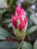 Rhododendronpuisto in Raisio (1. Juni)