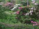 Rhododendronpuisto in Raisio (1. Juni)