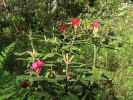 Rhododendronpuisto in Raisio (1. Juni)