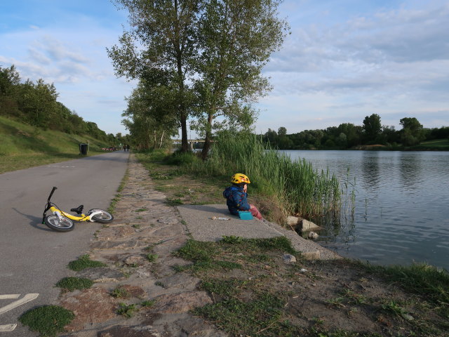 Nils an der Neuen Donau zwischen Praterbr&uuml;cke und Ostbahnbr&uuml;cke (18. Mai)
